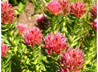 How much do you know about the efficacy of Rhodiola rosea?
