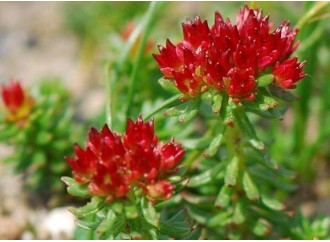 How to choose high quality rhodiola rosea