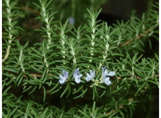How to use rosemary extract, what are the specific effects