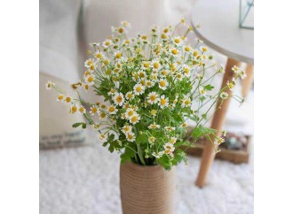 What elegant chamomile essential oil does for the skin?