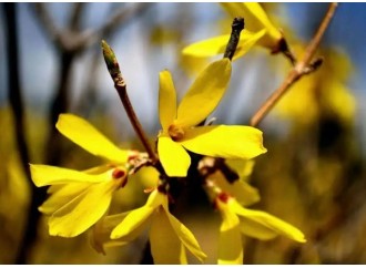 Learn an herbal every day - forsythia