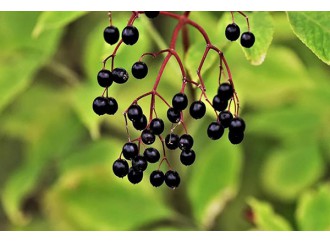 Why this year's hottest children's nutrition products have added elderberries?