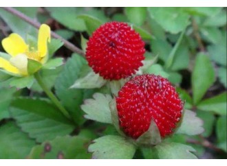 Learn an herbal every day - mock-strawberry