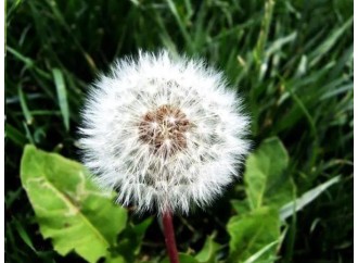 Learn an herbal every day - dandelion