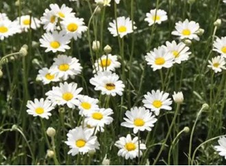 Use of pyrethrum extract in the livestock industry