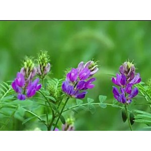 What is the medicinal value of alfalfa