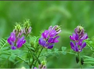 What is the medicinal value of alfalfa