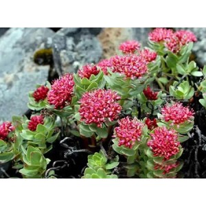 Why is Rhodiola Rosea relatively less used in skincare products?