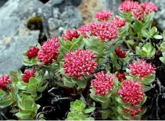 Why is Rhodiola Rosea relatively less used in skincare products?