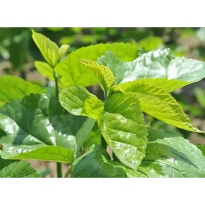 Learn an herbal every day - mulberry leaf