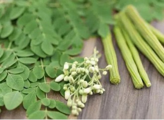 Everyone's favorite health food: Moringa