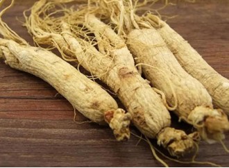 Several effects of ginsenosides, the active ingredient of ginseng extract