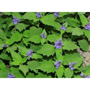 Efficacy and use of ajuga extract
