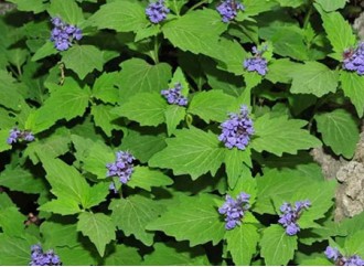 Efficacy and use of ajuga extract