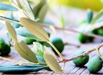 Skincare and anti-inflammatory ingredient - olive leaf extract