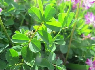 Alfalfa has more nutritional value than you might think