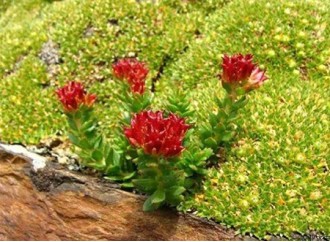 Application of Rhodiola Rosea in healthcare food formula