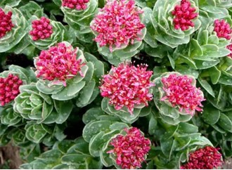 What are the benefits of Rhodiola Rosea in skin care?