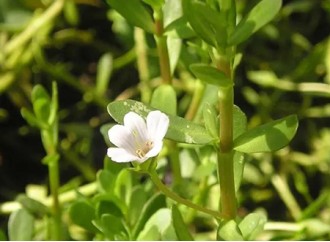 Get these remarkable health benefits from Bacopa monnieri extract