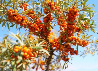 As a common plant, why seabuckthorn extract is so popular?