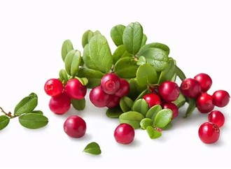Popular science of new whitening ingredients - bearberry extract arbutin
