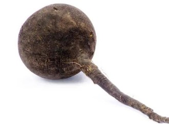 Do you know the nutritional value of black radish?