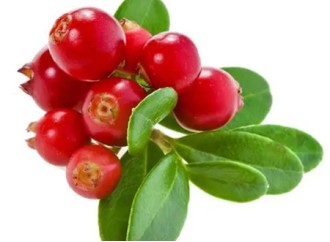 What are the eye care benefits of bilberry extract