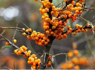 What are the benefits of seabuckthorn? How to choose seabuckthorn products?