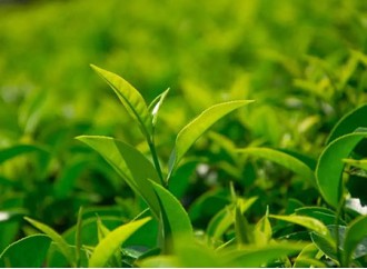 Application value and efficacy of green tea extract