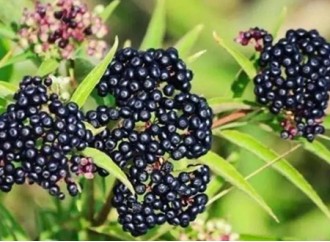 The popularity of natural raw elderberry will rise significantly in 2022