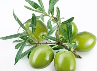 Olive Leaf Extract Worth Knowing More About