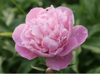 What Are The Benefits Of Peony Extract? What Are The Application Values?