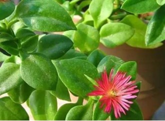 How is the healing power of Andrographis paniculata extract?