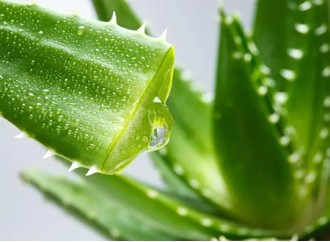 Aloe vera extract not only has moisturizing effect, but also can be used in medicine