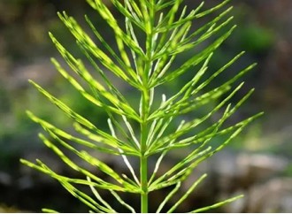The Effects and Efficacy of Equisetum Arvense Extract