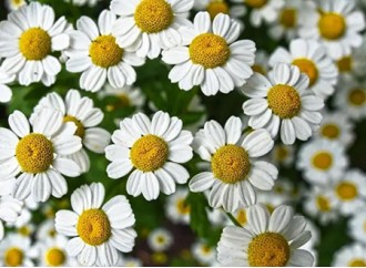 The Benefits of Chamomile Extract - Apigenin