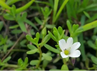 What is Bacopa Monnieri Extract good for?