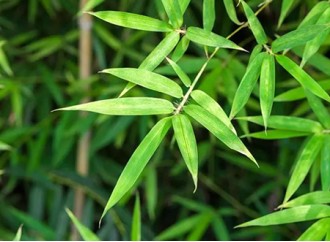 What are the applications of bamboo leaf extract in cosmetics?