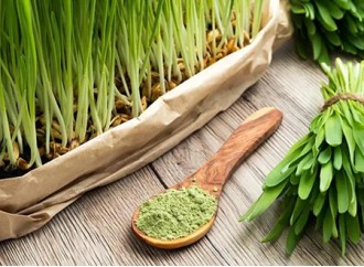 Why is barley grass extract so popular?