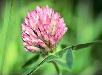 These benefits of red clover extract can be applied to medicine