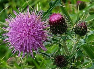 How does milk thistle extract protect the liver?