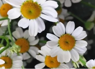 What benefits are there, chamomile extract for skin?