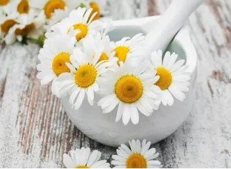 What are the applications of chamomile extract in the skin care industry?