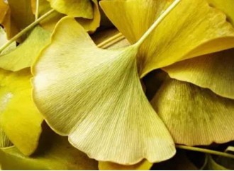 Ginkgo biloba extract not only improves the brain, but also these benefits