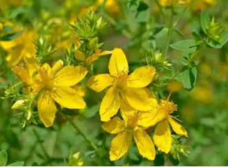 New Study: Forsythia Extract Helps Improve Bone Health