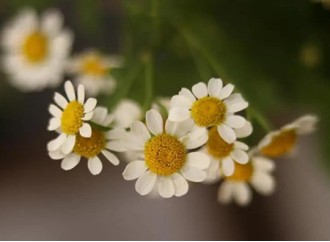 What's the Chamomile Extract good for?