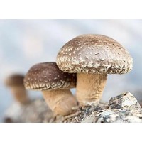 Shiitake Mushroom Extract - Lentinan