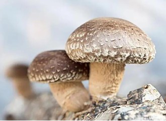 What's the Shiitake Mushroom Extract good for?