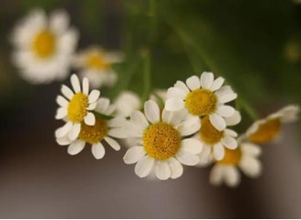 How effective is chamomile extract as a sleep aid?