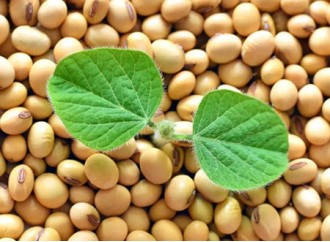 What competitive ingredients does soybean extract contain?